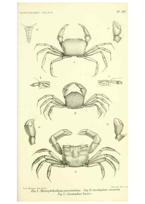 Reproducción/Reproduction 5987495643: Report on the zoological collections made in the Indo-Pacific Ocean during the voyage of H.M.S. 'Alert' 1881-2. London :Printed by order of the Trustees,1884