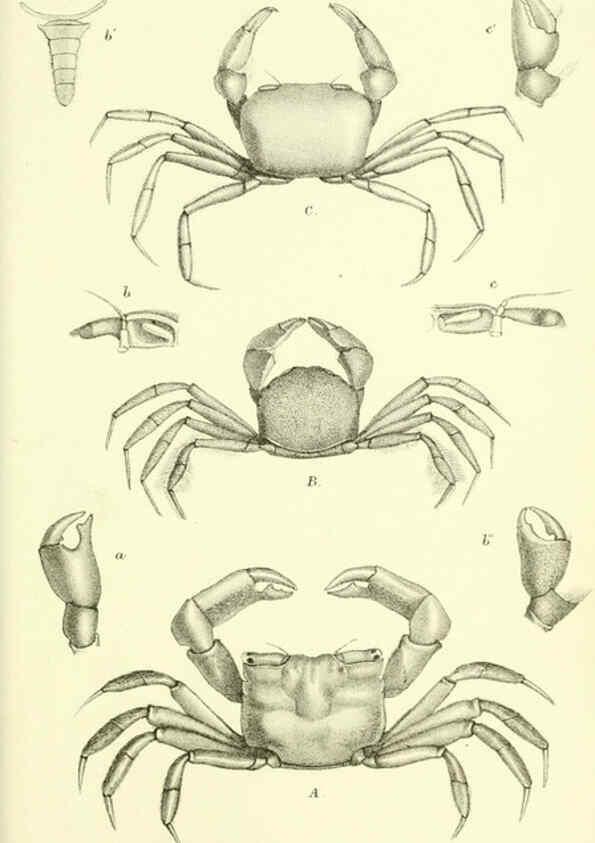 Reproducción/Reproduction 5987495643: Report on the zoological collections made in the Indo-Pacific Ocean during the voyage of H.M.S. 'Alert' 1881-2. London :Printed by order of the Trustees,1884