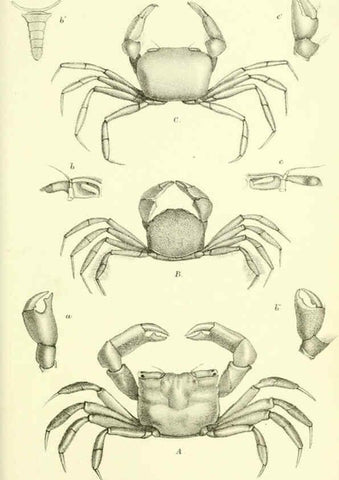 Reproducción/Reproduction 5987495643: Report on the zoological collections made in the Indo-Pacific Ocean during the voyage of H.M.S. 'Alert' 1881-2. London :Printed by order of the Trustees,1884