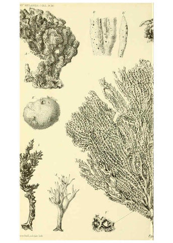 Reproducción/Reproduction 5988063880: Report on the zoological collections made in the Indo-Pacific Ocean during the voyage of H.M.S. 'Alert' 1881-2. London :Printed by order of the Trustees,1884