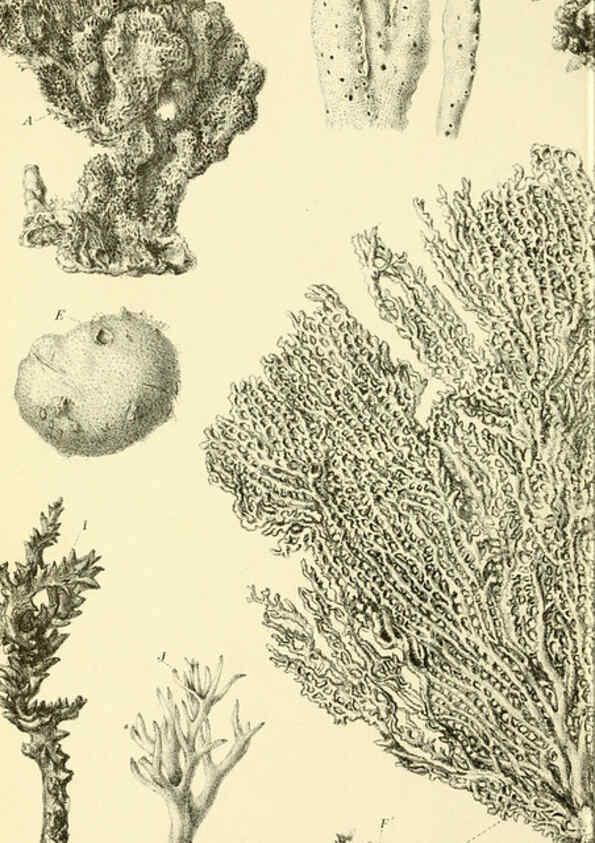 Reproducción/Reproduction 5988063880: Report on the zoological collections made in the Indo-Pacific Ocean during the voyage of H.M.S. 'Alert' 1881-2. London :Printed by order of the Trustees,1884