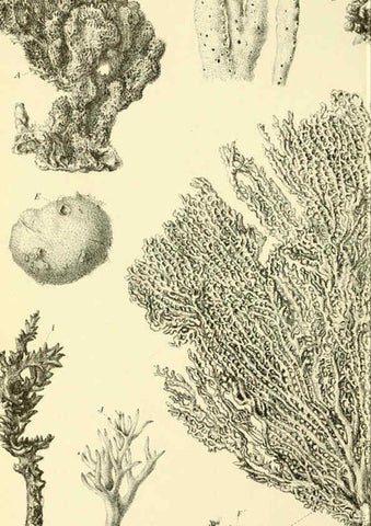 Reproducción/Reproduction 5988063880: Report on the zoological collections made in the Indo-Pacific Ocean during the voyage of H.M.S. 'Alert' 1881-2. London :Printed by order of the Trustees,1884