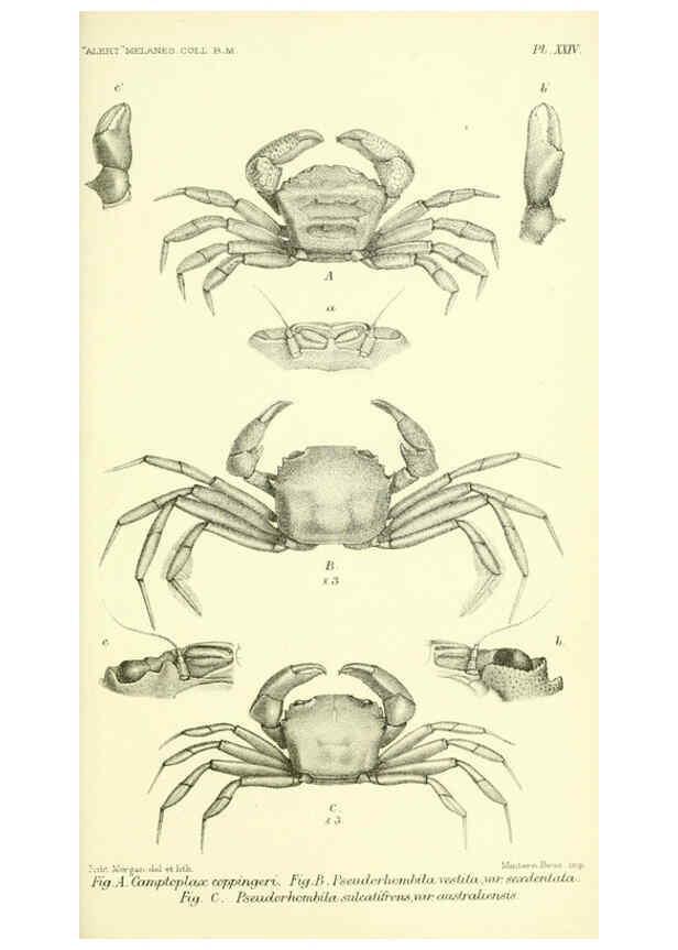 Reproducción/Reproduction 5988058566: Report on the zoological collections made in the Indo-Pacific Ocean during the voyage of H.M.S. 'Alert' 1881-2. London :Printed by order of the Trustees,1884