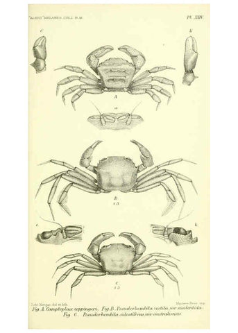 Reproducción/Reproduction 5988058566: Report on the zoological collections made in the Indo-Pacific Ocean during the voyage of H.M.S. 'Alert' 1881-2. London :Printed by order of the Trustees,1884