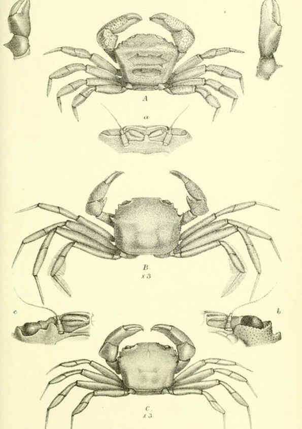 Reproducción/Reproduction 5988058566: Report on the zoological collections made in the Indo-Pacific Ocean during the voyage of H.M.S. 'Alert' 1881-2. London :Printed by order of the Trustees,1884