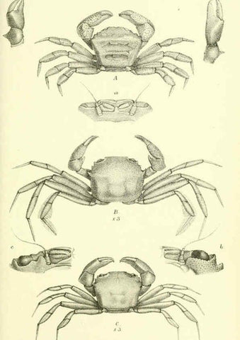 Reproducción/Reproduction 5988058566: Report on the zoological collections made in the Indo-Pacific Ocean during the voyage of H.M.S. 'Alert' 1881-2. London :Printed by order of the Trustees,1884