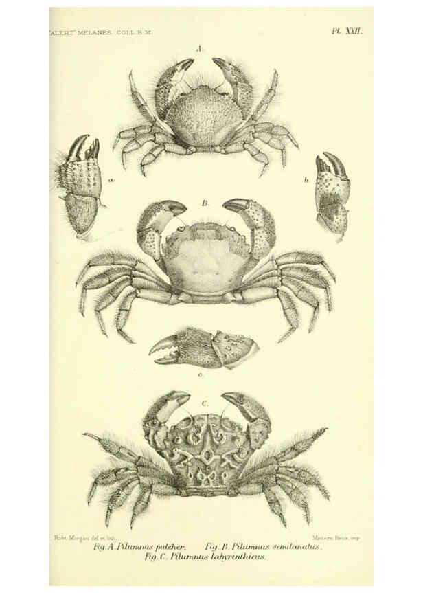 Reproducción/Reproduction 5988058050: Report on the zoological collections made in the Indo-Pacific Ocean during the voyage of H.M.S. 'Alert' 1881-2. London :Printed by order of the Trustees,1884