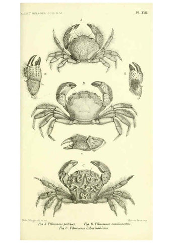 Reproducción/Reproduction 5988058050: Report on the zoological collections made in the Indo-Pacific Ocean during the voyage of H.M.S. 'Alert' 1881-2. London :Printed by order of the Trustees,1884