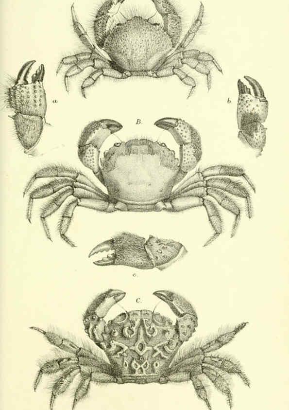 Reproducción/Reproduction 5988058050: Report on the zoological collections made in the Indo-Pacific Ocean during the voyage of H.M.S. 'Alert' 1881-2. London :Printed by order of the Trustees,1884