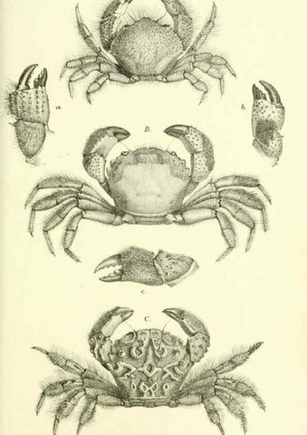Reproducción/Reproduction 5988058050: Report on the zoological collections made in the Indo-Pacific Ocean during the voyage of H.M.S. 'Alert' 1881-2. London :Printed by order of the Trustees,1884