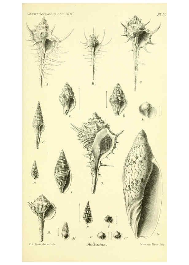 Reproducción/Reproduction 5988052908: Report on the zoological collections made in the Indo-Pacific Ocean during the voyage of H.M.S. 'Alert' 1881-2. London :Printed by order of the Trustees,1884