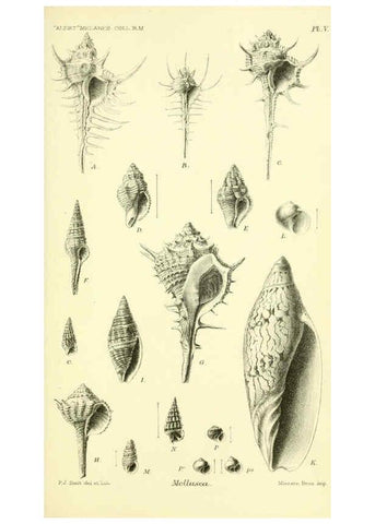 Reproducción/Reproduction 5988052908: Report on the zoological collections made in the Indo-Pacific Ocean during the voyage of H.M.S. 'Alert' 1881-2. London :Printed by order of the Trustees,1884