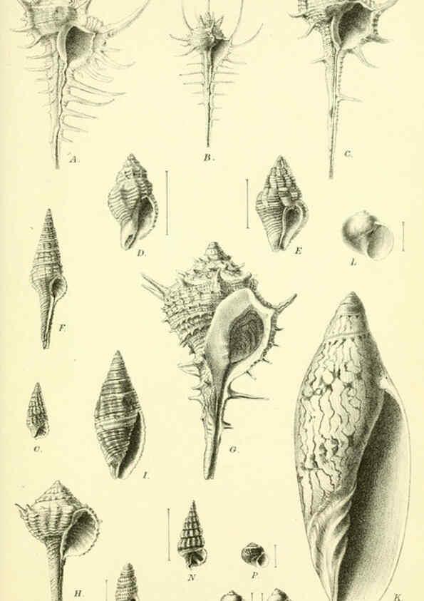 Reproducción/Reproduction 5988052908: Report on the zoological collections made in the Indo-Pacific Ocean during the voyage of H.M.S. 'Alert' 1881-2. London :Printed by order of the Trustees,1884