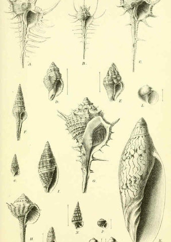 Reproducción/Reproduction 5988052908: Report on the zoological collections made in the Indo-Pacific Ocean during the voyage of H.M.S. 'Alert' 1881-2. London :Printed by order of the Trustees,1884