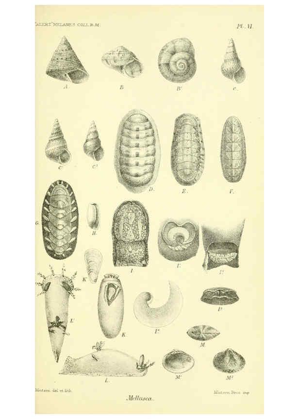 Reproducción/Reproduction 5988053188: Report on the zoological collections made in the Indo-Pacific Ocean during the voyage of H.M.S. 'Alert' 1881-2. London :Printed by order of the Trustees,1884