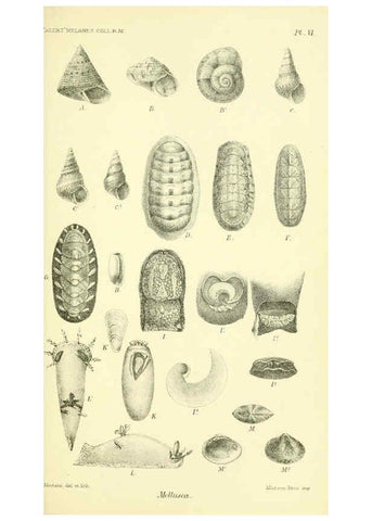 Reproducción/Reproduction 5988053188: Report on the zoological collections made in the Indo-Pacific Ocean during the voyage of H.M.S. 'Alert' 1881-2. London :Printed by order of the Trustees,1884