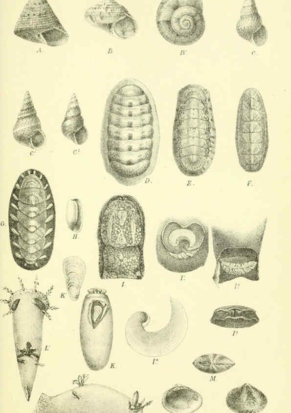 Reproducción/Reproduction 5988053188: Report on the zoological collections made in the Indo-Pacific Ocean during the voyage of H.M.S. 'Alert' 1881-2. London :Printed by order of the Trustees,1884