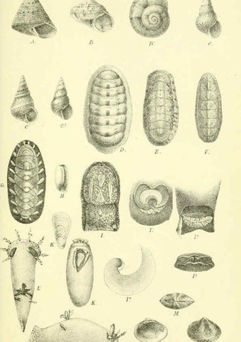 Reproducción/Reproduction 5988053188: Report on the zoological collections made in the Indo-Pacific Ocean during the voyage of H.M.S. 'Alert' 1881-2. London :Printed by order of the Trustees,1884