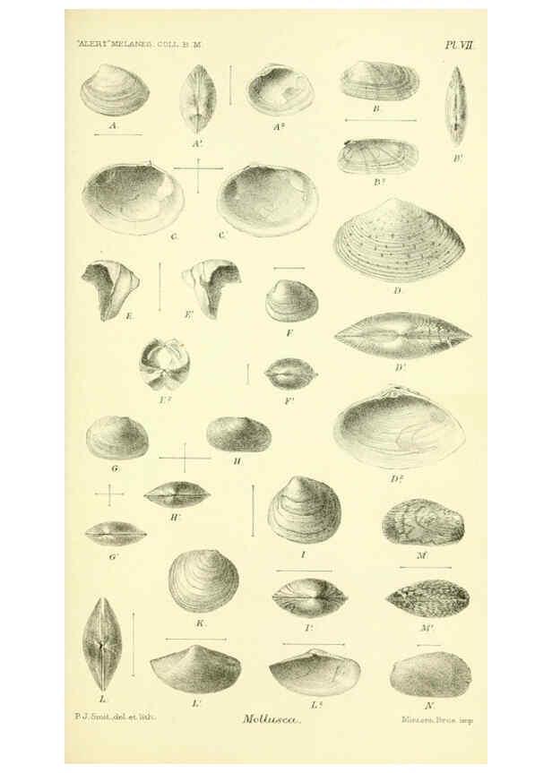 Reproducción/Reproduction 5987490183: Report on the zoological collections made in the Indo-Pacific Ocean during the voyage of H.M.S. 'Alert' 1881-2. London :Printed by order of the Trustees,1884