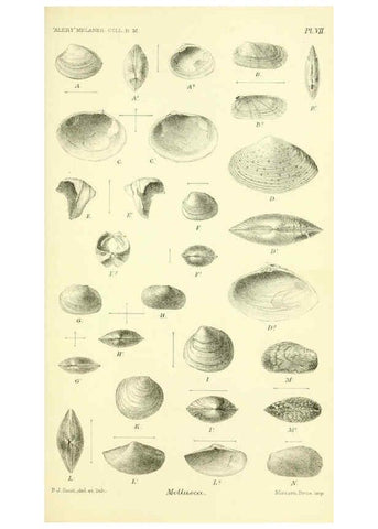 Reproducción/Reproduction 5987490183: Report on the zoological collections made in the Indo-Pacific Ocean during the voyage of H.M.S. 'Alert' 1881-2. London :Printed by order of the Trustees,1884
