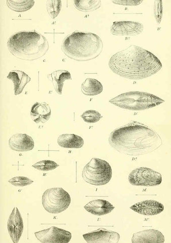 Reproducción/Reproduction 5987490183: Report on the zoological collections made in the Indo-Pacific Ocean during the voyage of H.M.S. 'Alert' 1881-2. London :Printed by order of the Trustees,1884