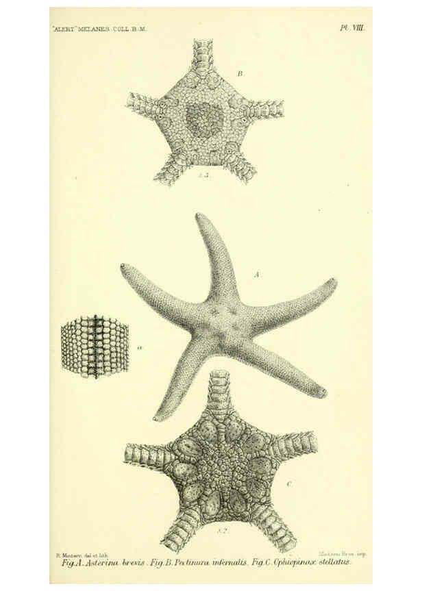 Reproducción/Reproduction 5987490391: Report on the zoological collections made in the Indo-Pacific Ocean during the voyage of H.M.S. 'Alert' 1881-2. London :Printed by order of the Trustees,1884