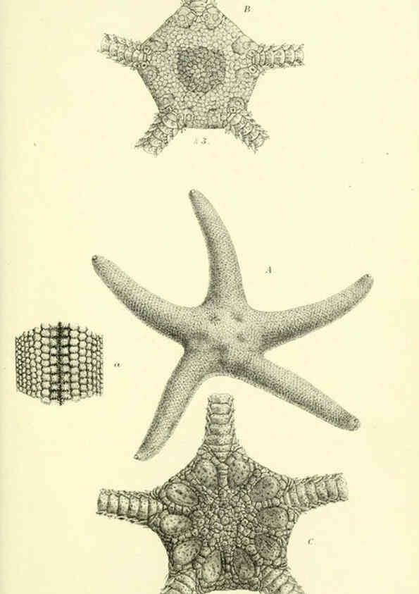Reproducción/Reproduction 5987490391: Report on the zoological collections made in the Indo-Pacific Ocean during the voyage of H.M.S. 'Alert' 1881-2. London :Printed by order of the Trustees,1884