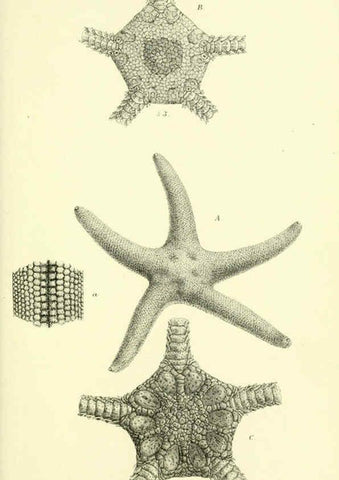 Reproducción/Reproduction 5987490391: Report on the zoological collections made in the Indo-Pacific Ocean during the voyage of H.M.S. 'Alert' 1881-2. London :Printed by order of the Trustees,1884