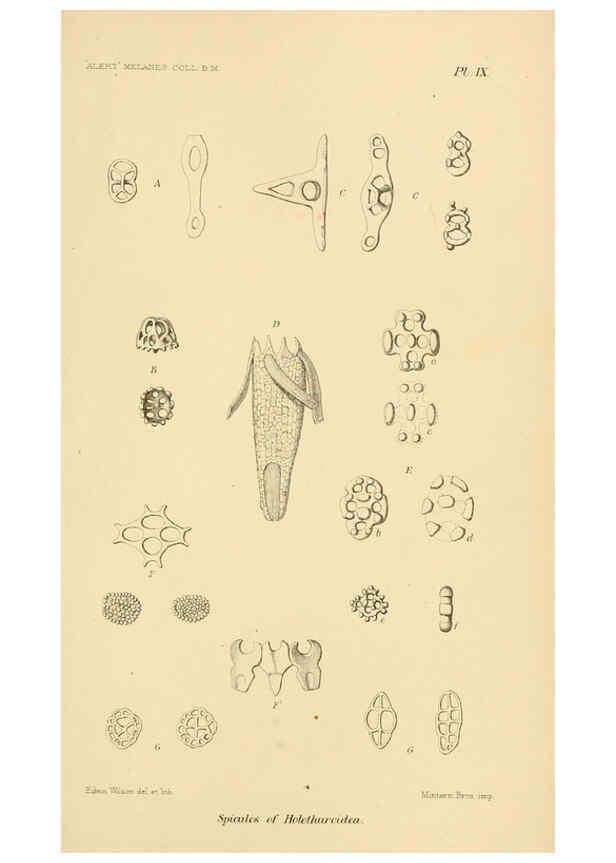Reproducción/Reproduction 5988054034: Report on the zoological collections made in the Indo-Pacific Ocean during the voyage of H.M.S. 'Alert' 1881-2. London :Printed by order of the Trustees,1884