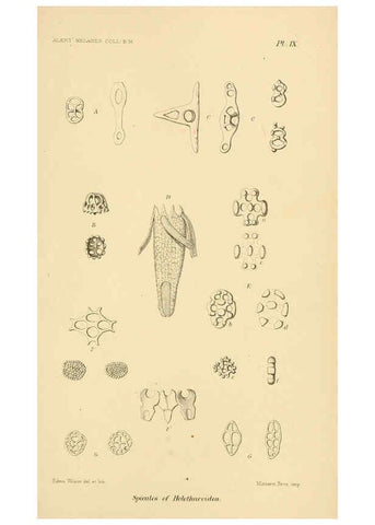 Reproducción/Reproduction 5988054034: Report on the zoological collections made in the Indo-Pacific Ocean during the voyage of H.M.S. 'Alert' 1881-2. London :Printed by order of the Trustees,1884