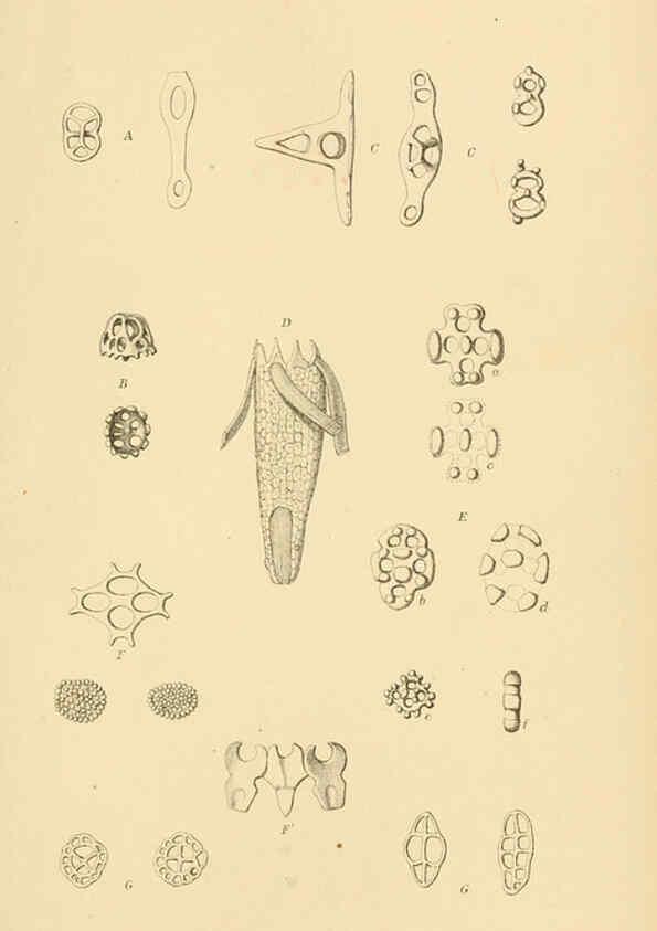 Reproducción/Reproduction 5988054034: Report on the zoological collections made in the Indo-Pacific Ocean during the voyage of H.M.S. 'Alert' 1881-2. London :Printed by order of the Trustees,1884