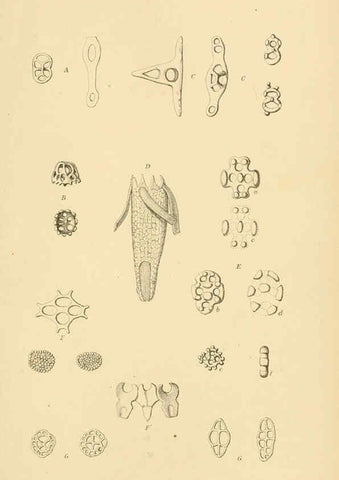 Reproducción/Reproduction 5988054034: Report on the zoological collections made in the Indo-Pacific Ocean during the voyage of H.M.S. 'Alert' 1881-2. London :Printed by order of the Trustees,1884