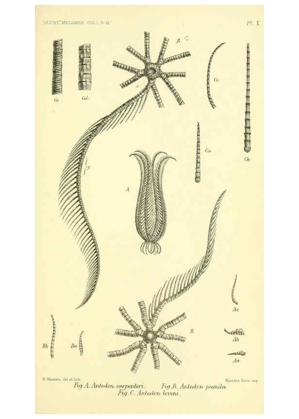 Reproducción/Reproduction 5987490933: Report on the zoological collections made in the Indo-Pacific Ocean during the voyage of H.M.S. 'Alert' 1881-2. London :Printed by order of the Trustees,1884