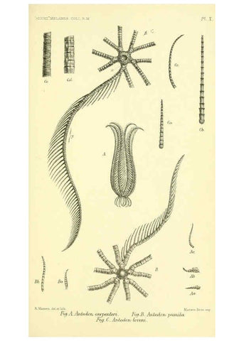 Reproducción/Reproduction 5987490933: Report on the zoological collections made in the Indo-Pacific Ocean during the voyage of H.M.S. 'Alert' 1881-2. London :Printed by order of the Trustees,1884