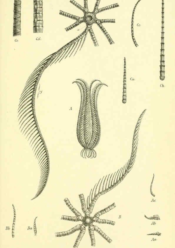 Reproducción/Reproduction 5987490933: Report on the zoological collections made in the Indo-Pacific Ocean during the voyage of H.M.S. 'Alert' 1881-2. London :Printed by order of the Trustees,1884