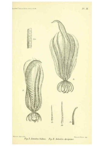 Reproducción/Reproduction 5987491283: Report on the zoological collections made in the Indo-Pacific Ocean during the voyage of H.M.S. 'Alert' 1881-2. London :Printed by order of the Trustees,1884