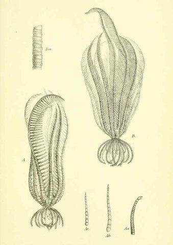 Reproducción/Reproduction 5987491283: Report on the zoological collections made in the Indo-Pacific Ocean during the voyage of H.M.S. 'Alert' 1881-2. London :Printed by order of the Trustees,1884