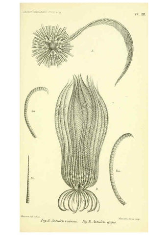 Reproducción/Reproduction 5987491533: Report on the zoological collections made in the Indo-Pacific Ocean during the voyage of H.M.S. 'Alert' 1881-2. London :Printed by order of the Trustees,1884