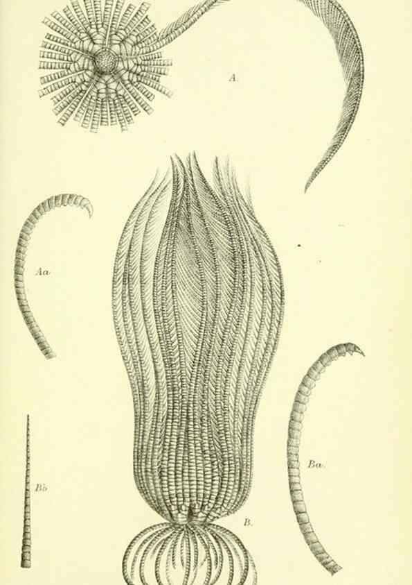 Reproducción/Reproduction 5987491533: Report on the zoological collections made in the Indo-Pacific Ocean during the voyage of H.M.S. 'Alert' 1881-2. London :Printed by order of the Trustees,1884