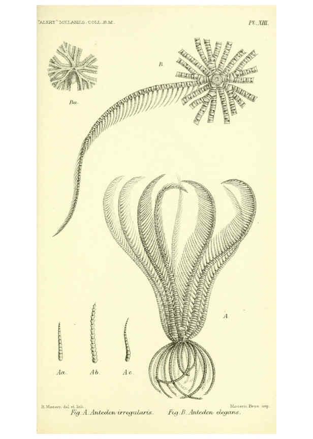 Reproducción/Reproduction 5988055342: Report on the zoological collections made in the Indo-Pacific Ocean during the voyage of H.M.S. 'Alert' 1881-2. London :Printed by order of the Trustees,1884