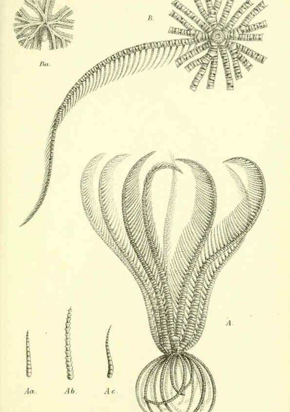Reproducción/Reproduction 5988055342: Report on the zoological collections made in the Indo-Pacific Ocean during the voyage of H.M.S. 'Alert' 1881-2. London :Printed by order of the Trustees,1884