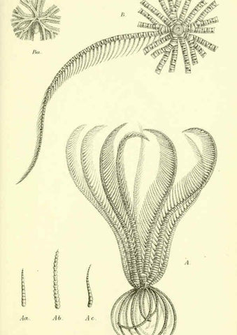 Reproducción/Reproduction 5988055342: Report on the zoological collections made in the Indo-Pacific Ocean during the voyage of H.M.S. 'Alert' 1881-2. London :Printed by order of the Trustees,1884