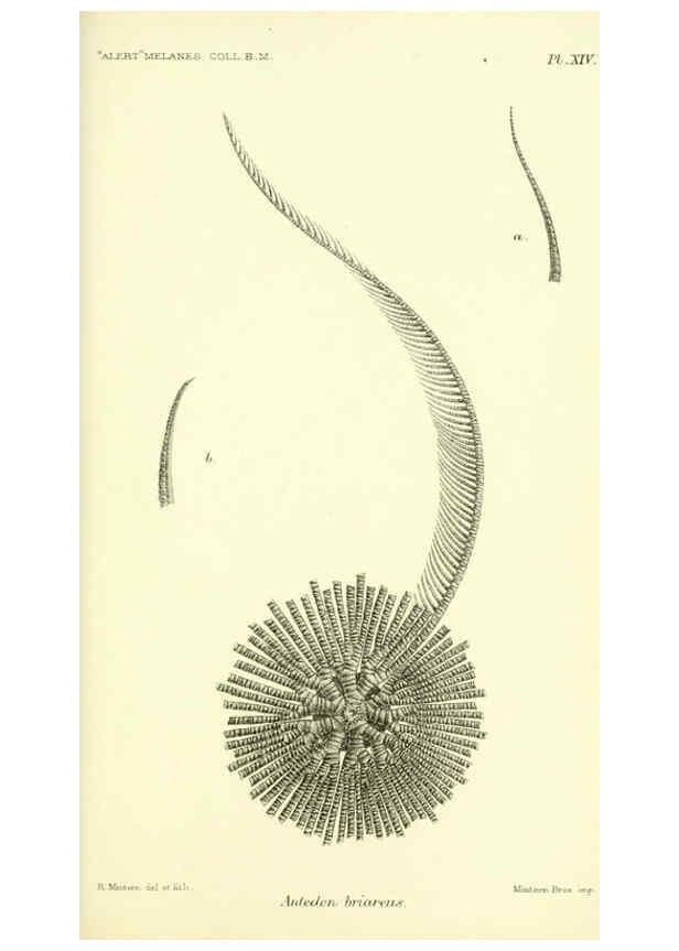 Reproducción/Reproduction 5988055656: Report on the zoological collections made in the Indo-Pacific Ocean during the voyage of H.M.S. 'Alert' 1881-2. London :Printed by order of the Trustees,1884