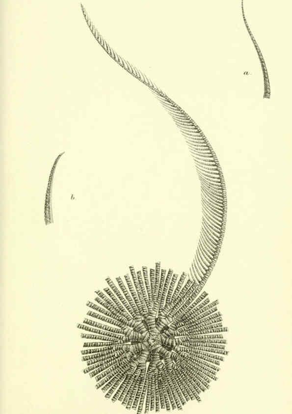 Reproducción/Reproduction 5988055656: Report on the zoological collections made in the Indo-Pacific Ocean during the voyage of H.M.S. 'Alert' 1881-2. London :Printed by order of the Trustees,1884