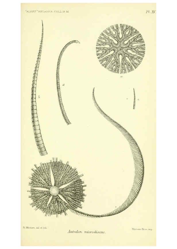 Reproducción/Reproduction 5988055888: Report on the zoological collections made in the Indo-Pacific Ocean during the voyage of H.M.S. 'Alert' 1881-2. London :Printed by order of the Trustees,1884