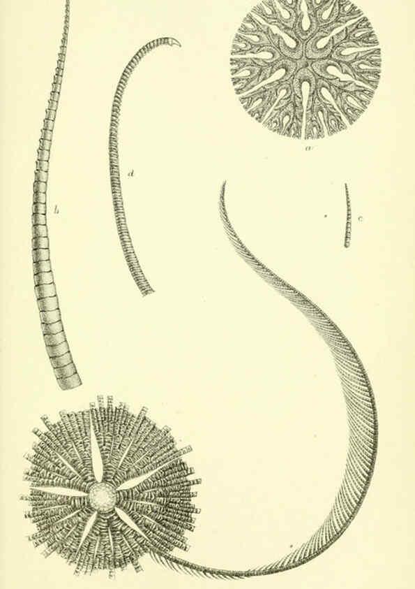 Reproducción/Reproduction 5988055888: Report on the zoological collections made in the Indo-Pacific Ocean during the voyage of H.M.S. 'Alert' 1881-2. London :Printed by order of the Trustees,1884