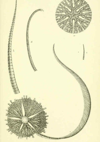 Reproducción/Reproduction 5988055888: Report on the zoological collections made in the Indo-Pacific Ocean during the voyage of H.M.S. 'Alert' 1881-2. London :Printed by order of the Trustees,1884