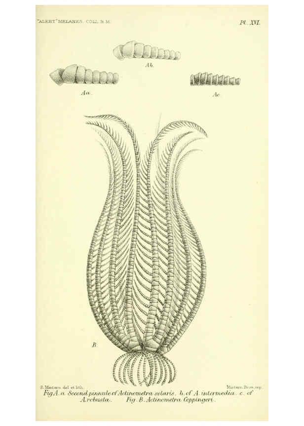 Reproducción/Reproduction 5988056228: Report on the zoological collections made in the Indo-Pacific Ocean during the voyage of H.M.S. 'Alert' 1881-2. London :Printed by order of the Trustees,1884