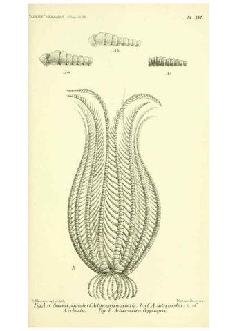 Reproducción/Reproduction 5988056228: Report on the zoological collections made in the Indo-Pacific Ocean during the voyage of H.M.S. 'Alert' 1881-2. London :Printed by order of the Trustees,1884
