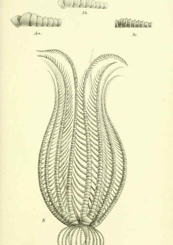 Reproducción/Reproduction 5988056228: Report on the zoological collections made in the Indo-Pacific Ocean during the voyage of H.M.S. 'Alert' 1881-2. London :Printed by order of the Trustees,1884